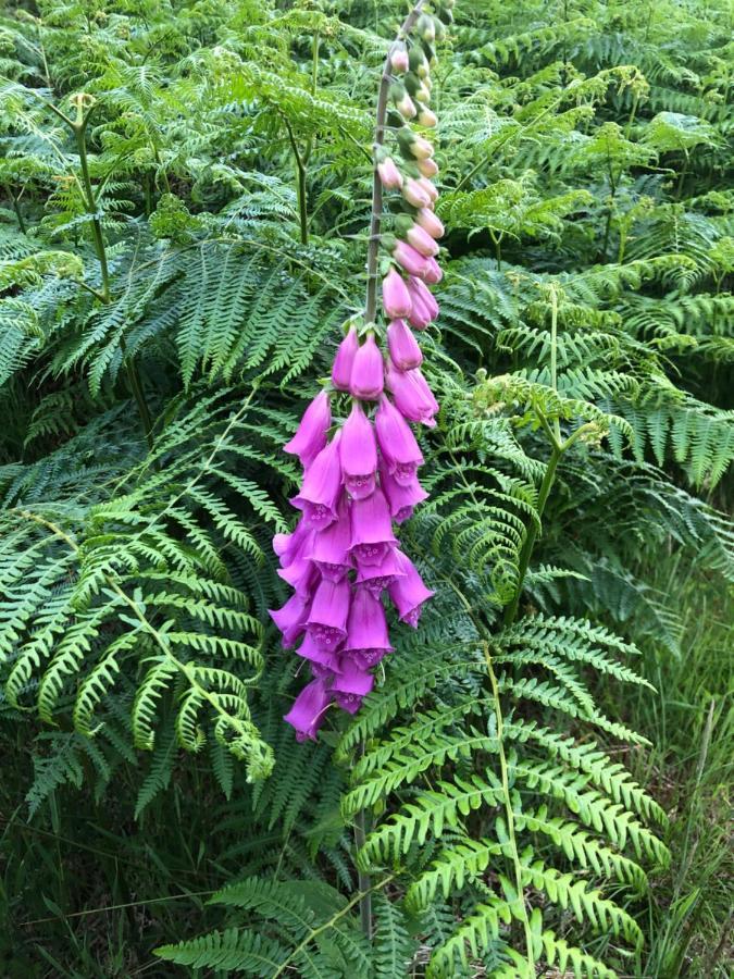 Foresters Bed And Breakfast, Near Loch Ness